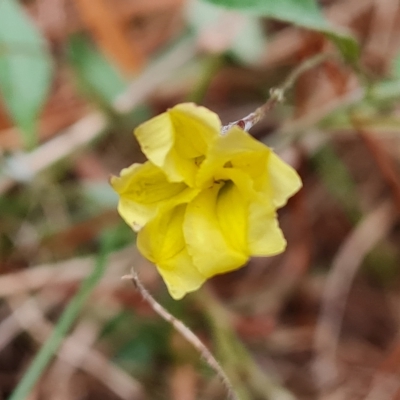 Goodenia hederacea subsp. hederacea (Ivy Goodenia, Forest Goodenia) at Isaacs Ridge and Nearby - 2 Apr 2023 by Mike
