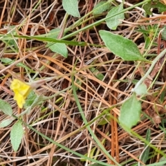 Goodenia hederacea subsp. hederacea at Isaacs, ACT - 2 Apr 2023 04:20 PM