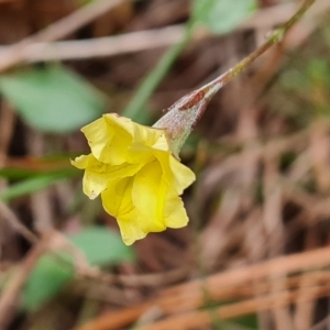 Goodenia hederacea subsp. hederacea at Isaacs, ACT - 2 Apr 2023 04:20 PM