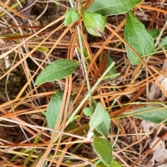 Goodenia hederacea subsp. hederacea at Isaacs, ACT - 2 Apr 2023