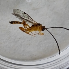 Poecilocryptus sp. (genus) (Yellow Ichneumon) at Isaacs, ACT - 3 Apr 2023 by Mike