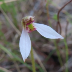 Eriochilus cucullatus (Parson's Bands) at Mount Taylor - 3 Apr 2023 by MatthewFrawley