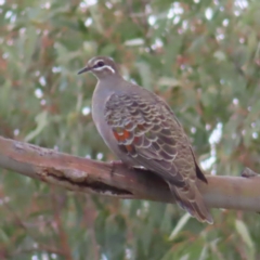 Phaps chalcoptera (Common Bronzewing) at Mount Taylor - 3 Apr 2023 by MatthewFrawley