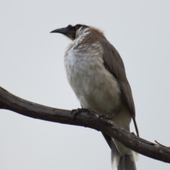 Philemon corniculatus (Noisy Friarbird) at Mount Taylor - 3 Apr 2023 by MatthewFrawley