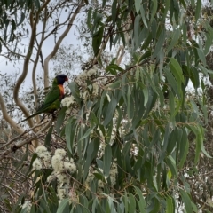 Trichoglossus moluccanus (Rainbow Lorikeet) at Pialligo, ACT - 3 Apr 2023 by JimL