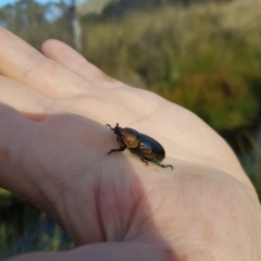 Lamprima aurata (Golden stag beetle) at Namadgi National Park - 3 Apr 2023 by danswell