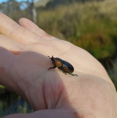 Lamprima aurata (Golden stag beetle) at Mount Clear, ACT - 3 Apr 2023 by danswell