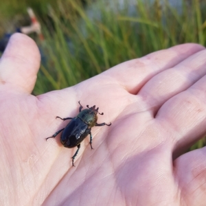 Lamprima aurata at Mount Clear, ACT - 3 Apr 2023