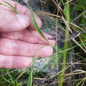 Brachyscome graminea at Mount Clear, ACT - 3 Apr 2023