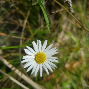 Brachyscome graminea at Mount Clear, ACT - 3 Apr 2023