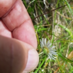 Brachyscome graminea at Mount Clear, ACT - 3 Apr 2023