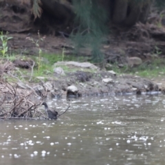 Gallinula tenebrosa (Dusky Moorhen) at Whitlam, ACT - 1 Apr 2023 by JimL