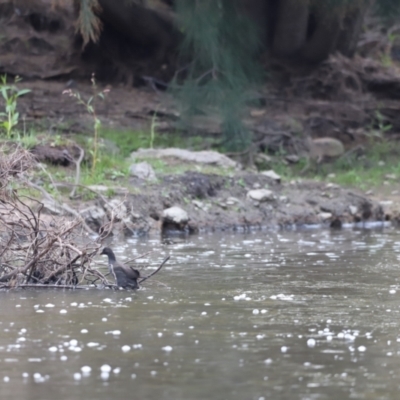 Gallinula tenebrosa (Dusky Moorhen) at Molonglo River Reserve - 1 Apr 2023 by JimL