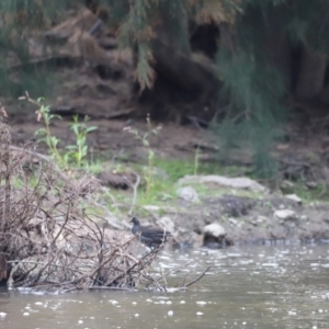 Gallinula tenebrosa at Whitlam, ACT - 2 Apr 2023