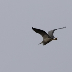 Egretta novaehollandiae (White-faced Heron) at Whitlam, ACT - 1 Apr 2023 by JimL