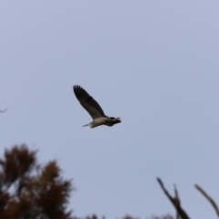 Egretta novaehollandiae at Whitlam, ACT - 2 Apr 2023