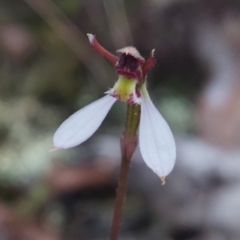 Eriochilus cucullatus (Parson's Bands) at Bruce, ACT - 26 Mar 2023 by Venture