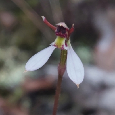 Eriochilus cucullatus (Parson's Bands) at Black Mountain - 26 Mar 2023 by Venture