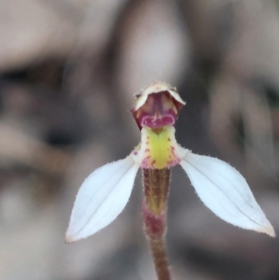 Eriochilus cucullatus (Parson's Bands) at Bruce, ACT - 26 Mar 2023 by Venture