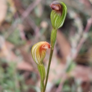 Speculantha rubescens at Campbell, ACT - suppressed