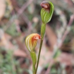 Speculantha rubescens (Blushing Tiny Greenhood) at Campbell, ACT - 2 Apr 2023 by Venture