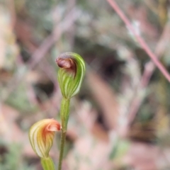 Speculantha rubescens at Campbell, ACT - suppressed