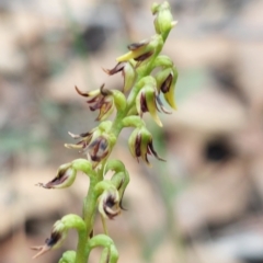 Corunastylis clivicola (Rufous midge orchid) at Black Mountain - 2 Apr 2023 by Venture