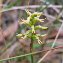 Corunastylis cornuta (Horned Midge Orchid) at Black Mountain - 2 Apr 2023 by Venture