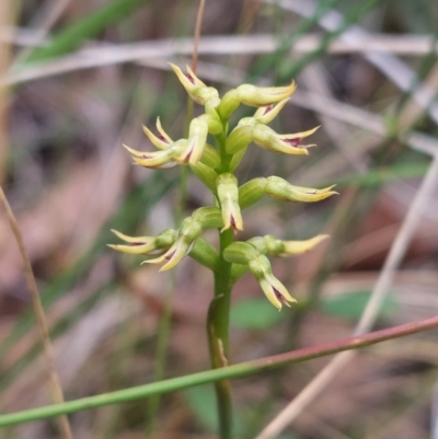 Corunastylis cornuta (Horned Midge Orchid) at Acton, ACT - 2 Apr 2023 by Venture
