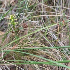 Corunastylis cornuta (Horned Midge Orchid) at Acton, ACT - 2 Apr 2023 by Venture