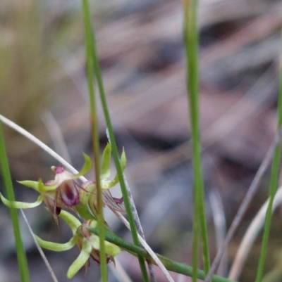 Corunastylis cornuta (Horned Midge Orchid) at Black Mountain - 3 Apr 2023 by Venture