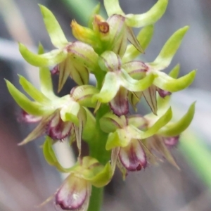 Corunastylis cornuta at Acton, ACT - suppressed