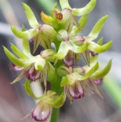 Corunastylis cornuta (Horned Midge Orchid) at Black Mountain - 3 Apr 2023 by Venture