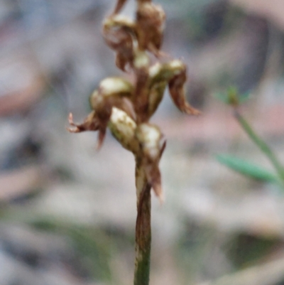 Corunastylis cornuta (Horned Midge Orchid) at Acton, ACT - 3 Apr 2023 by Venture