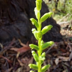 Microtis unifolia (Common Onion Orchid) at Cotter River, ACT - 11 Feb 2023 by Venture