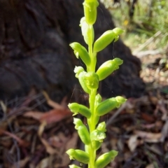 Microtis unifolia (Common Onion Orchid) at Namadgi National Park - 11 Feb 2023 by Venture