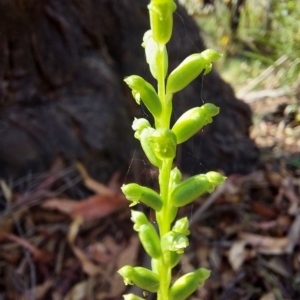 Microtis unifolia at Cotter River, ACT - 11 Feb 2023