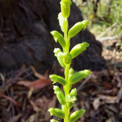 Microtis unifolia (Common Onion Orchid) at Cotter River, ACT - 11 Feb 2023 by Venture