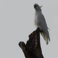 Cacatua galerita (Sulphur-crested Cockatoo) at Molonglo River Reserve - 1 Apr 2023 by JimL