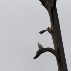 Cacatua galerita at Molonglo Valley, ACT - 2 Apr 2023