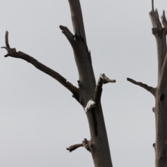 Cacatua galerita at Molonglo Valley, ACT - 2 Apr 2023 09:12 AM