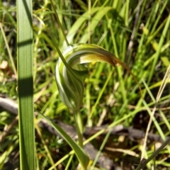 Diplodium decurvum (Summer greenhood) at Tennent, ACT - 11 Feb 2023 by Venture