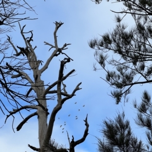 Cacatua galerita at Molonglo Valley, ACT - 2 Apr 2023