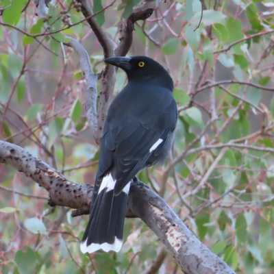 Strepera graculina (Pied Currawong) at Mount Taylor - 3 Apr 2023 by MatthewFrawley
