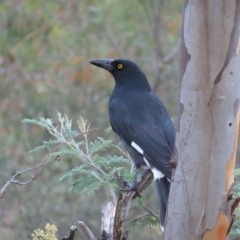 Strepera graculina at Kambah, ACT - 3 Apr 2023 04:56 PM