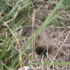 Vespula germanica (European wasp) at Molonglo River Reserve - 2 Apr 2023 by AndrewCB