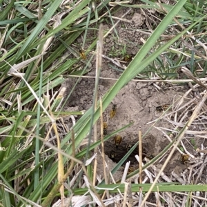 Vespula germanica at Molonglo Valley, ACT - 2 Apr 2023