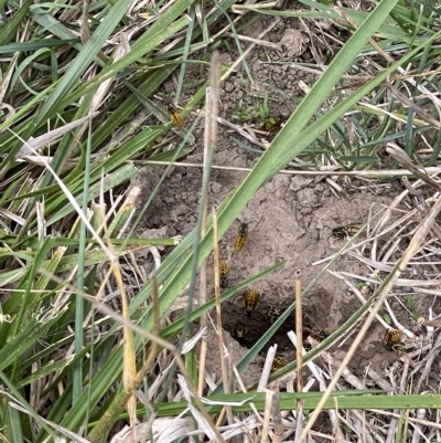 Vespula germanica (European wasp) at Molonglo River Reserve - 2 Apr 2023 by AndrewCB