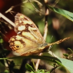 Heteronympha banksii (Banks' Brown) at Cotter River, ACT - 31 Mar 2023 by JohnBundock