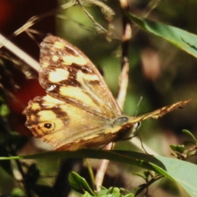 Heteronympha banksii (Banks' Brown) at Lower Cotter Catchment - 31 Mar 2023 by JohnBundock